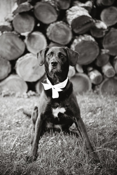 Portrait of the bride and grooms dog wearing a bow tie for their wedding!