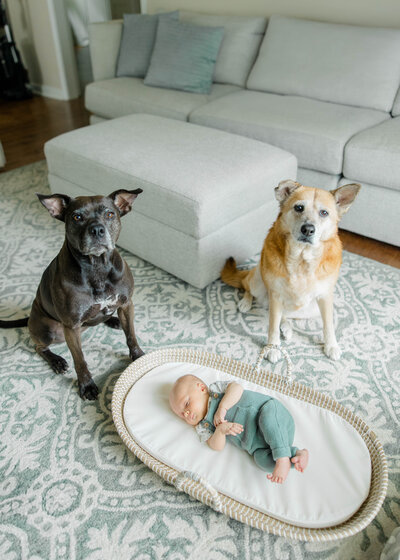 Rottweiler and Labrador laying on the bed next to newborn bundled up baby girl
