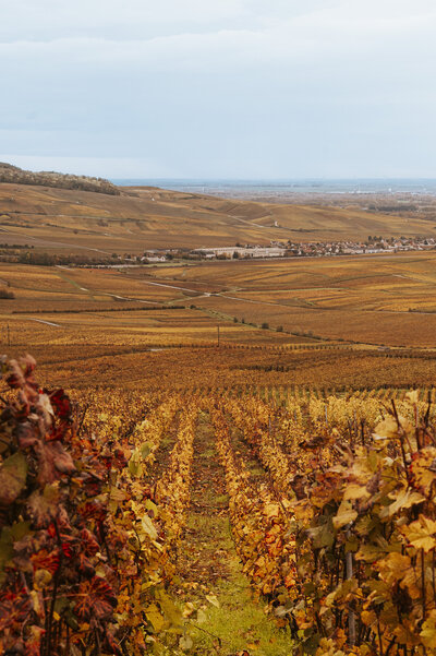 couple kissing and eloping on a mountain in the french alps