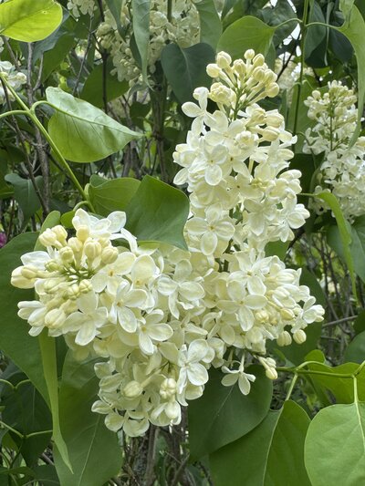 Primrose syringa vulgaris white heirloom lilac at North Country Lilacs nursery in Canton, New York