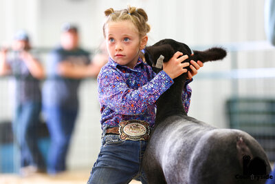 livestock show photography