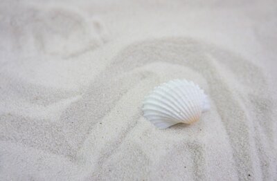 a shell on a sandy beach