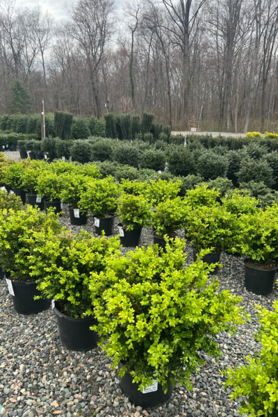 Native Plants in PA