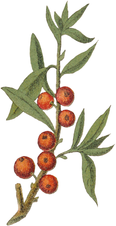 Graphic of red and green plant, Daphne mezereum