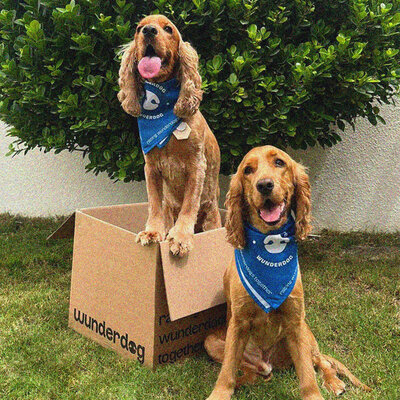 Wunderdog
