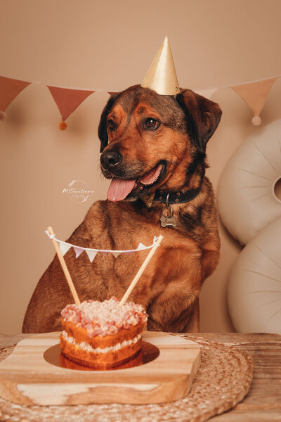 Cakesmash fotoshoot in de fotostudio te Geel, België. 