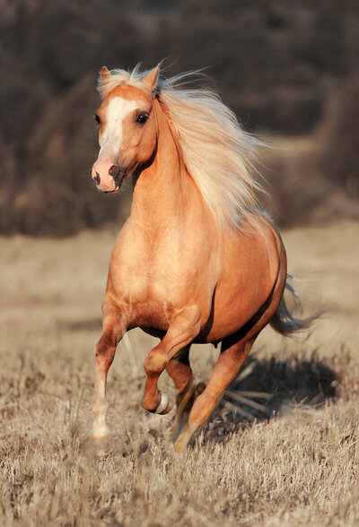 Cheval alezan au galop dans un champ de blé.