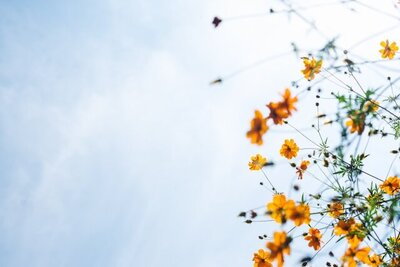 yellow flowers against a fresh blue sky