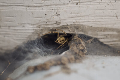 spider crawling into its web