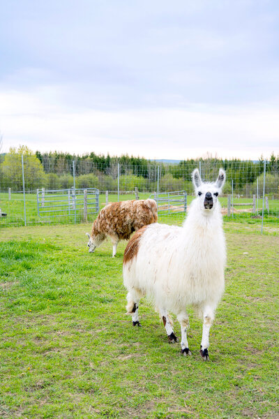 Alpaca and Llama Experience located in the Blue Mountains