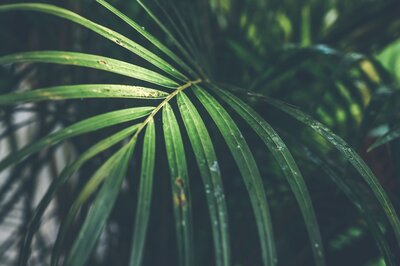 Close up of green plants with water drops