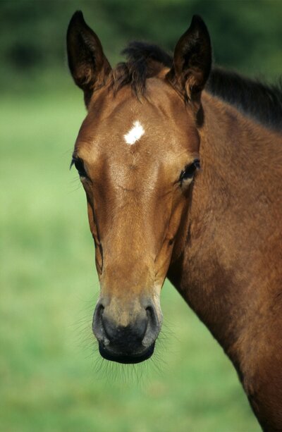 pexels-philippe-serrand-337910945-14089559 (1)