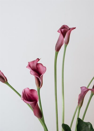 Close up of plum colored flowers