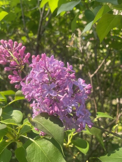 Common Purple syringa vulgaris purple heirloom lilac at North Country Lilacs nursery in Canton, New York