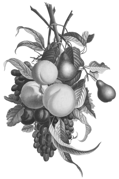bundle of botanicals