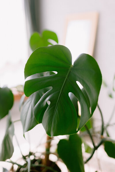 Close-up of plant leaves in Jessica Arden Photography's boudoir studio in Charlotte.