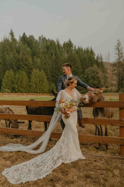 Bride and groom sitting on a wooden fence in wedding attire petting donkeys
