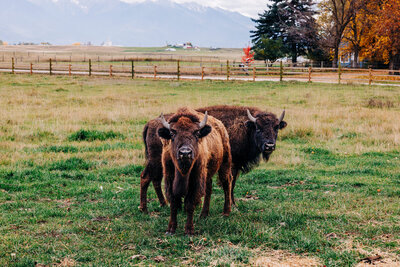 Two bison at Snooze N Fly Farm in Ronan, MT
