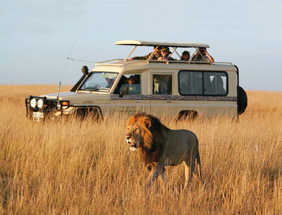 Lion walking through tall grass in front of a safari vehicle with tourists observing in the African savanna.