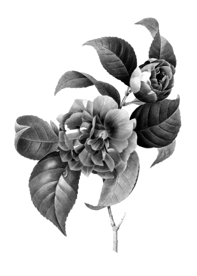 floral stem with two flower buds