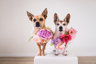 Furbabies acting as ring bearers for wedding ceremony