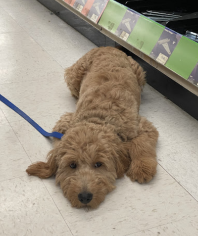 Dog doing a down in the aisle of the store