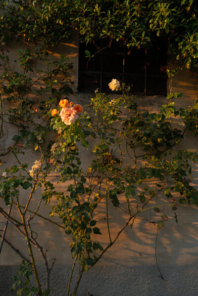 Sunset moments in Tuscany at an Italian wedding in the summer 