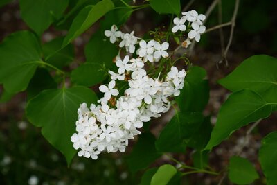Betsy Ross syringa x oblata white heirloom lilac at North Country Lilacs nursery in Canton, New York