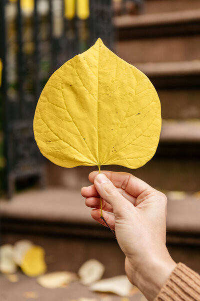 A woman’s hand gently holding a large yellow, golden leaf, symbolizing growth, change, and the beginning of your wellness journey with Wildseed Health.