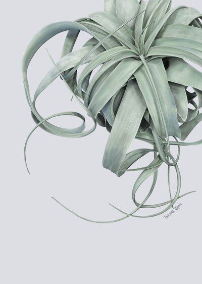 Townsend's xerographica air plant illustration
