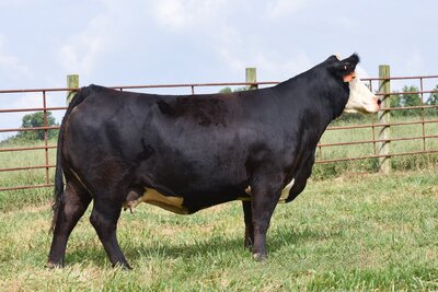 Black Hereford donor cow Miss Brickhouse