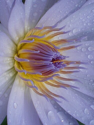 Close up of a Blue Lotus Flower