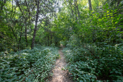 400 Wickham trails (4)