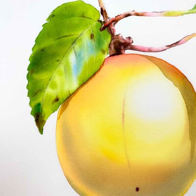 watercolour-yellow-plum-botanicals