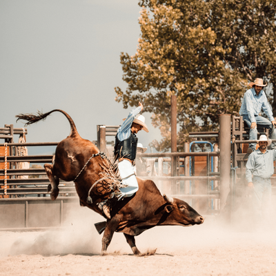 Male cowboy riding a bull