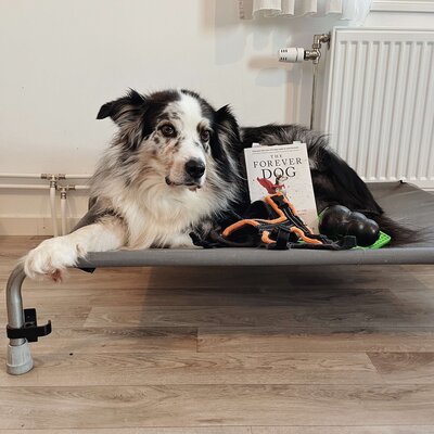 Dog on bed with Kong, Lick mat, Forever dog book, perfect fit harness