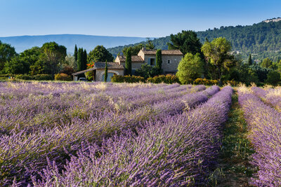 A rustic stone house is nestled among lavender fields in full bloom, with rows of purple flowers stretching towards the foreground. Lush green trees and distant hills create a serene backdrop under a clear blue sky.