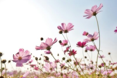 pink wildflowers