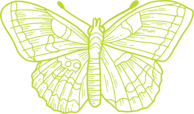 indie butterfly illustration