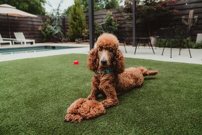 Roxie the Poodle by the Pool sitting