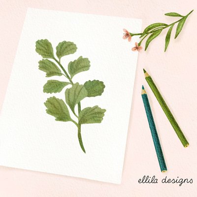 Botanical drawing illustration Ellila Designs