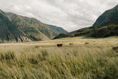 cows in a field nestled between mountains