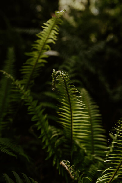 Redwood Forest Elopement Photographer
