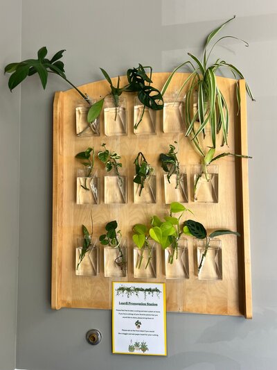 Propogation station with a wooden background and various glass jars that contain clippings of plants. 