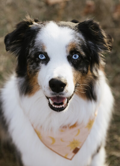 australian Shepard 