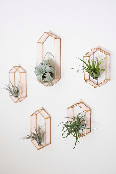 Air plants in organic modern geometric glass containers hanging on a wall.