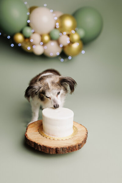 Best NWA pet photographer, pet portraits near me, Northwest Arkansas pet photography, NW Arkansas pet photos