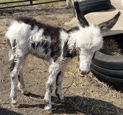 Morcolor 1wk