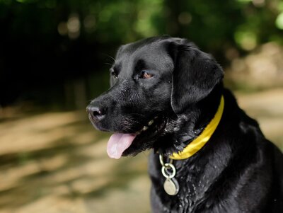 Adult labrador retriever outside