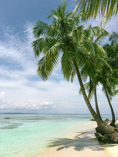 palm tree on white sand beach